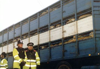 Sheep on live export truck 