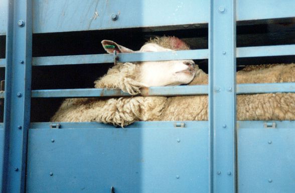 Sheep on the live export lorries 