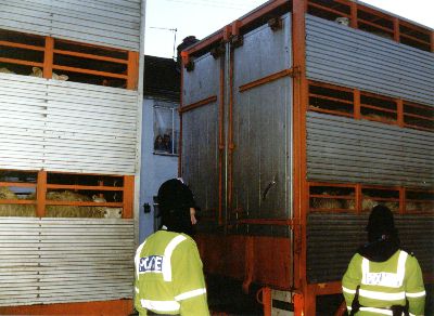 sheep in trucks